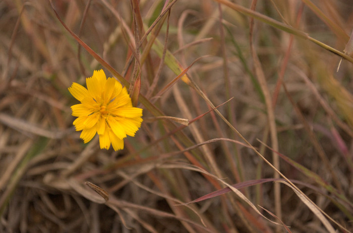 DSC_9049 - Altfel de flori