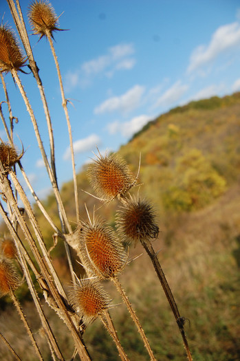 DSC_8695 - Altfel de flori