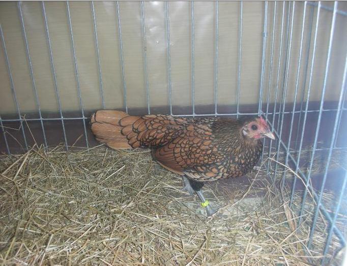 15 - O- Expozitie Turda 2012