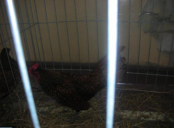 16 - O- Expozitie Turda 2012