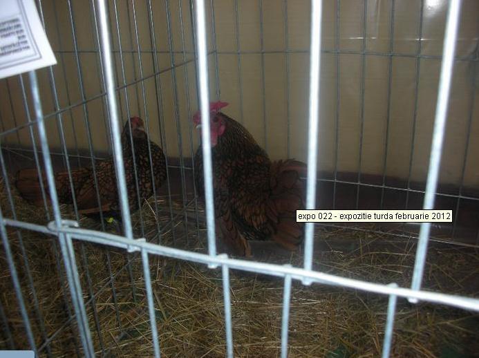 17 - O- Expozitie Turda 2012