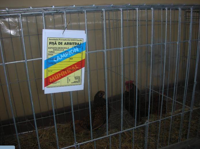 18 - O- Expozitie Turda 2012