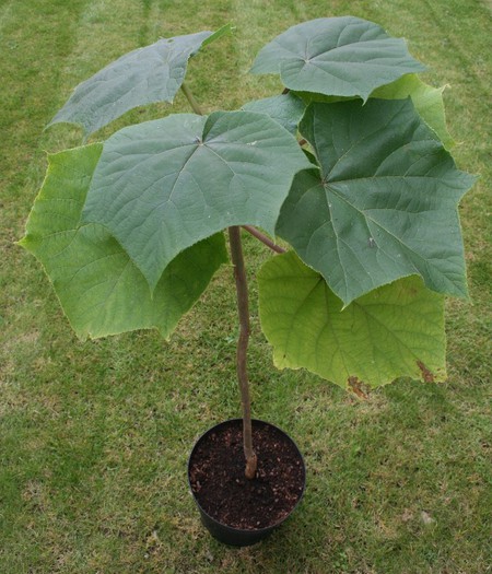 Paulownia - paulownia