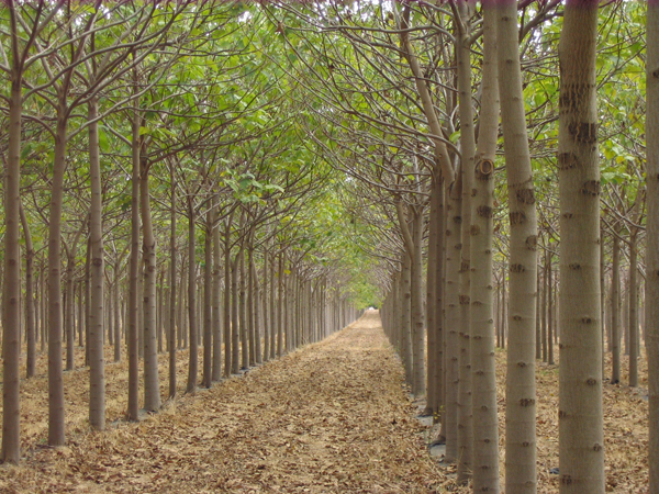 Paulownia