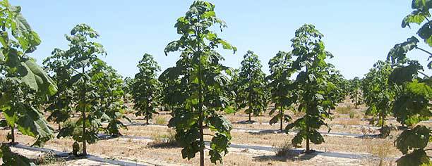 paulownia