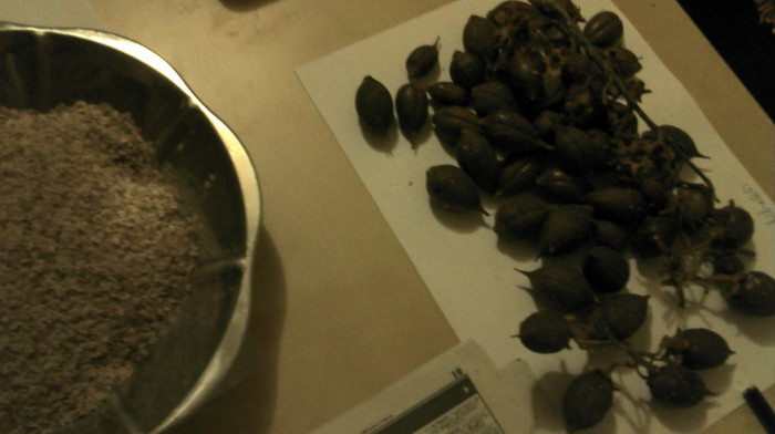 2012-11-15 05.55.37; Seminte de Paulownia culese, si altele inca nu am scos semintele din fructul lor care le acopera.
