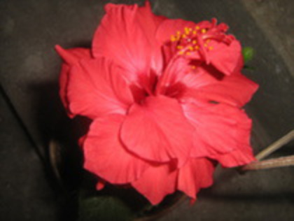 82599174_SBQWETC3[1] - hibiscus