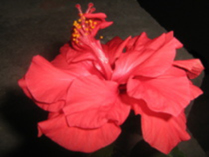 82599176_TPDWGGC3[1] - hibiscus