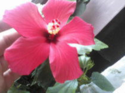 82599181_RCKNBCW[1] - hibiscus