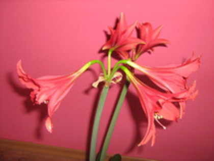 24425506_RSKQWGCGH[1] - amaryllis