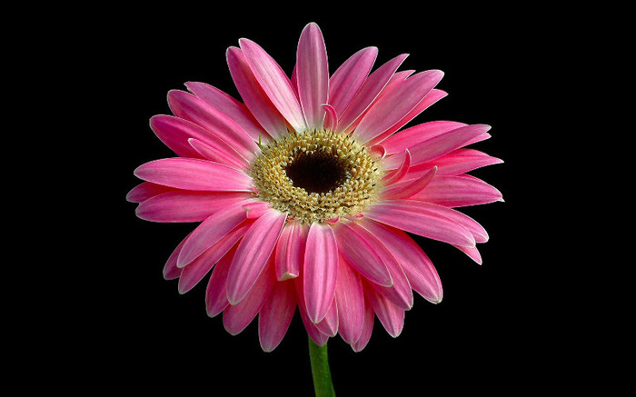 pink-032-flower-032-1920x1200-1920x1200