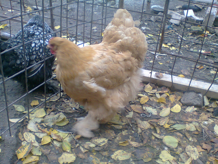 gaina CIUPULIGACOSMIN