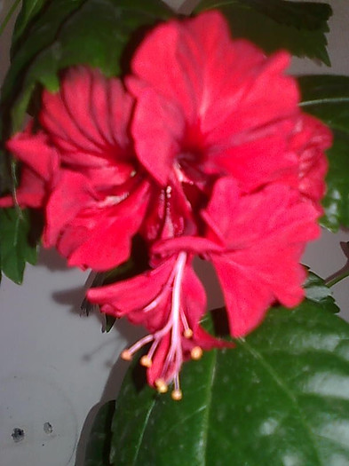 Imagine3020 - HIBISCUS-2012