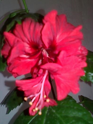 Imagine3021 - HIBISCUS-2012