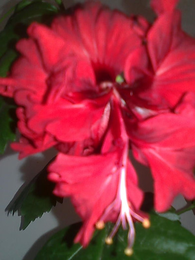 Imagine3022 - HIBISCUS-2012