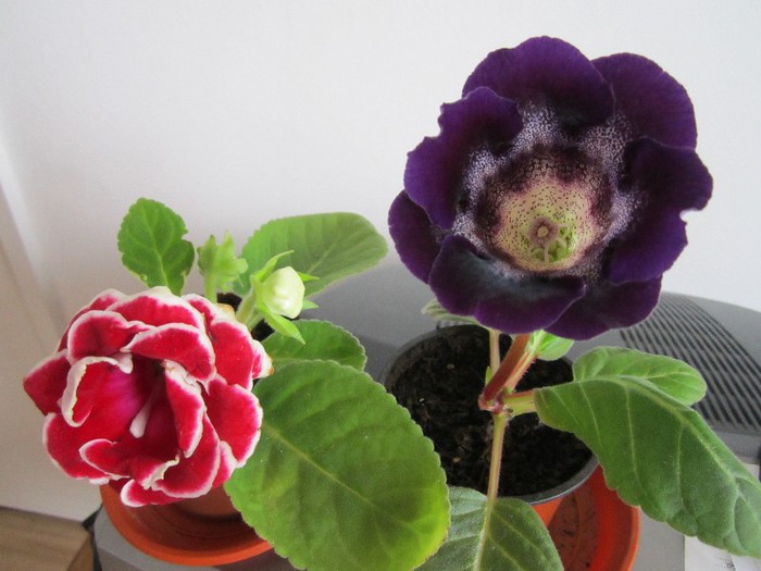 Gloxinia rosie si mov