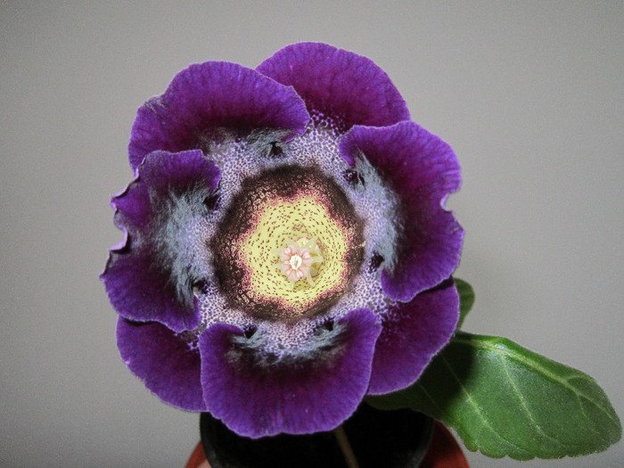 Gloxinia
