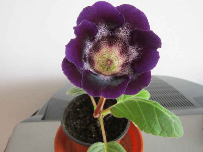 Gloxinia