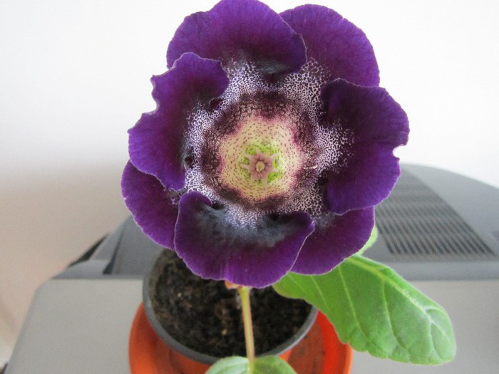 Gloxinia