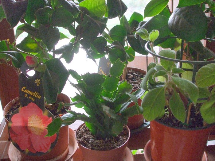 13 Camelie, Schlumb galben+Kochleria