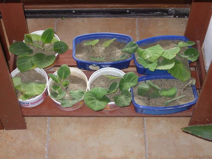 17 Gloxinii la prins