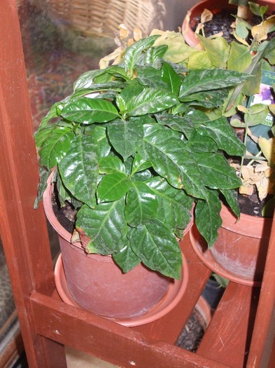 18 Coffea arabica