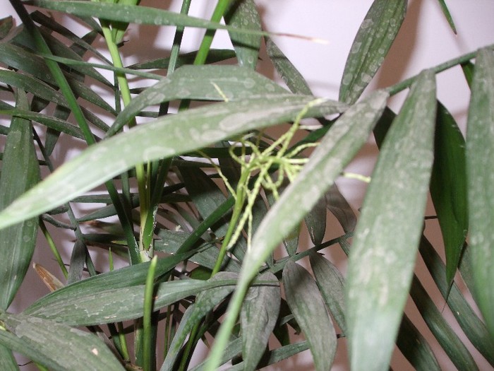 23 Flori la palmierul pitic