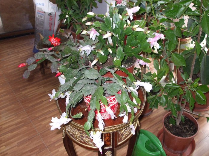 15.11 2012 Toata lumea adunata - Sclumbergera