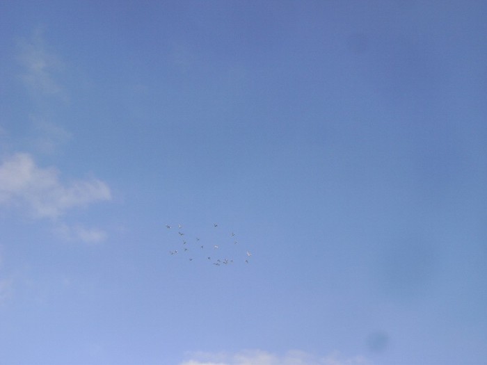 DSC08928 - POZE 2011