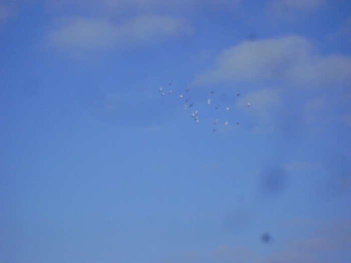 DSC08930 - POZE 2011