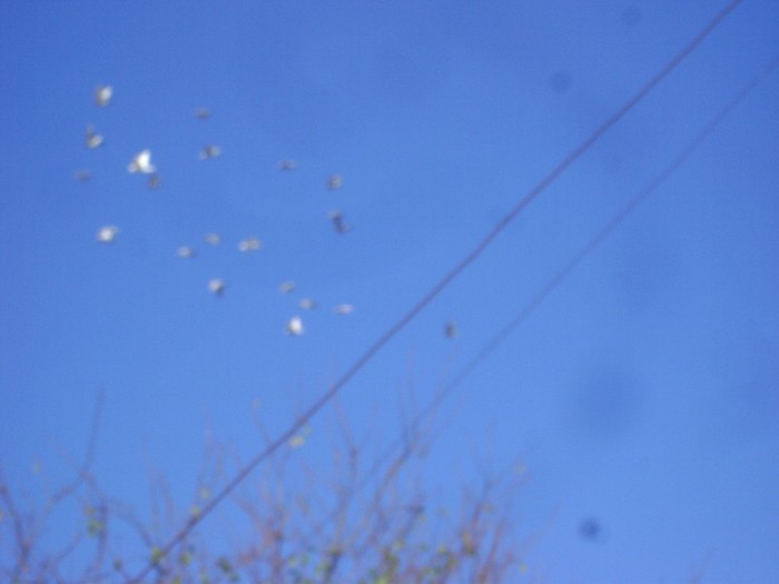 DSC08953 - POZE 2011