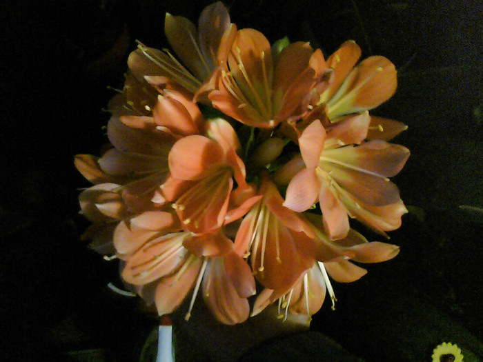 Picture 001 - CLIVIA