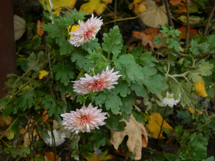 DSCN1777