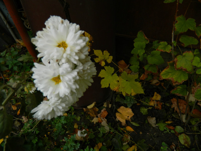 DSCN1782