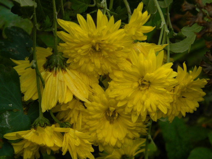 DSCN1794