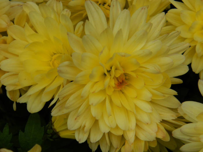 DSCN1856 - 2 NOIEMBRIE 2012