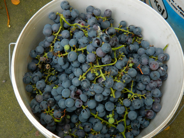 DSCN1862 noiembrie 14