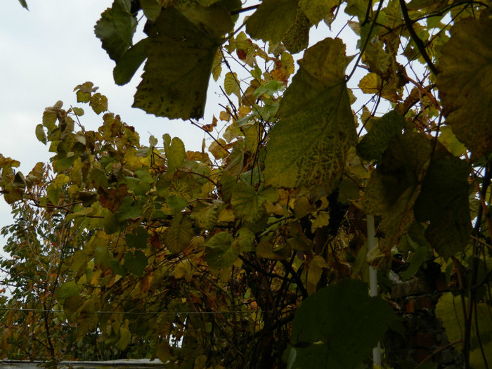 DSCN1870 - 2 NOIEMBRIE 2012