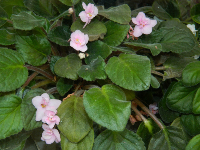 DSCN1871 - 2 NOIEMBRIE 2012