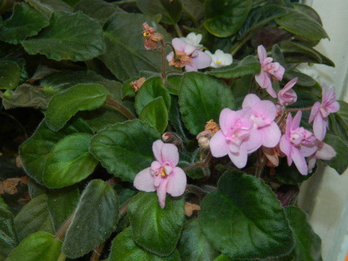 DSCN1872 - 2 NOIEMBRIE 2012