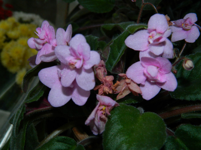 DSCN1874 - 2 NOIEMBRIE 2012