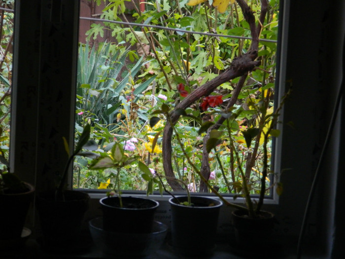 DSCN1875 - 2 NOIEMBRIE 2012