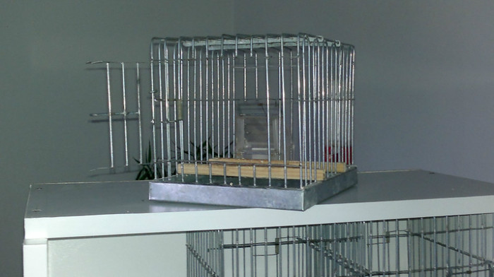 009 - colivii de vanzare pentru pasari de apartament