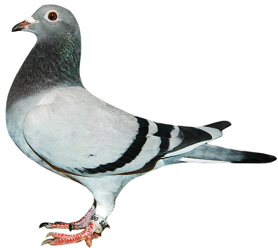 Orig. Ioan Cărmăzan 2; Orig. Ioan Cărmăzan
Van Bruaen
