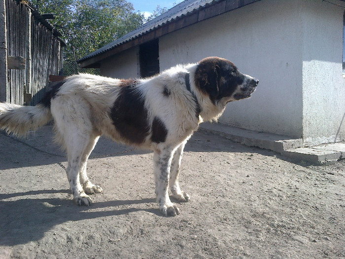 Arcan 1,6 luni - ciobanesc de bucovina mascul