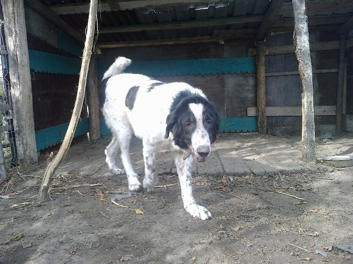 Cora 8luni - ciobanesc de bucovina femela