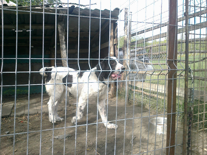 Cora 8 luni - ciobanesc de bucovina femela