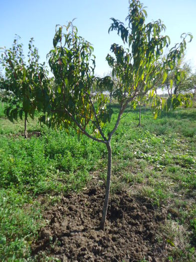 Nectarin; pepiniera Dinias,toamna 2008
