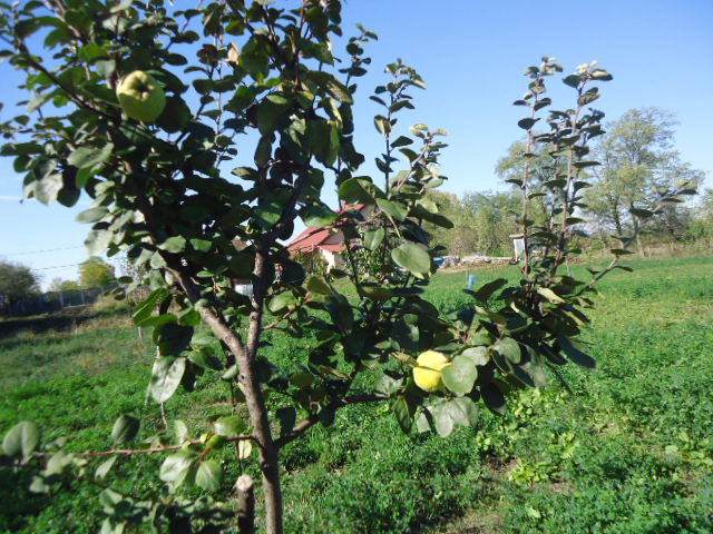 Gutui; Plantat-toamna 2008,pepiniera Dinias
