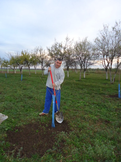 Cires Kordia plantat de sotu ca si ceilalti pomi; achizitie pepiniera Hida,toamna 2012
